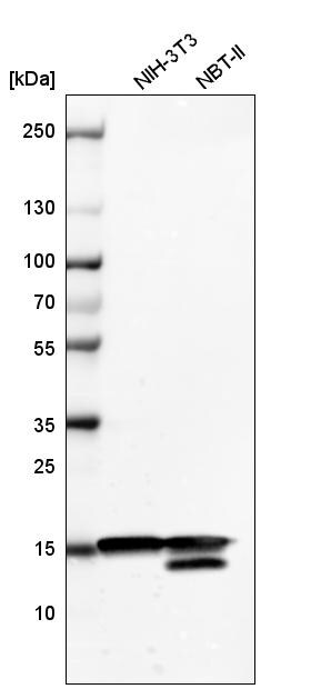 HIST1H3A Antibody (CL4967) - Azide and BSA Free Western Blot: HIST1H3A Antibody [NBP3-44249]