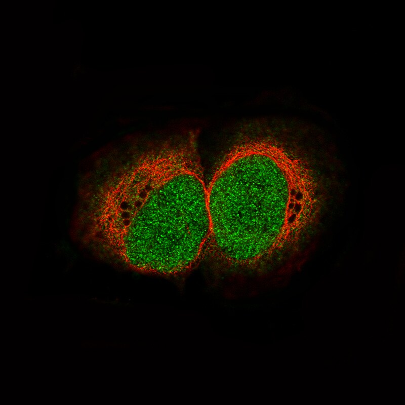HIST1H3A Antibody (CL4967) - Azide and BSA Free Immunocytochemistry/ Immunofluorescence: HIST1H3A Antibody [NBP3-44249]
