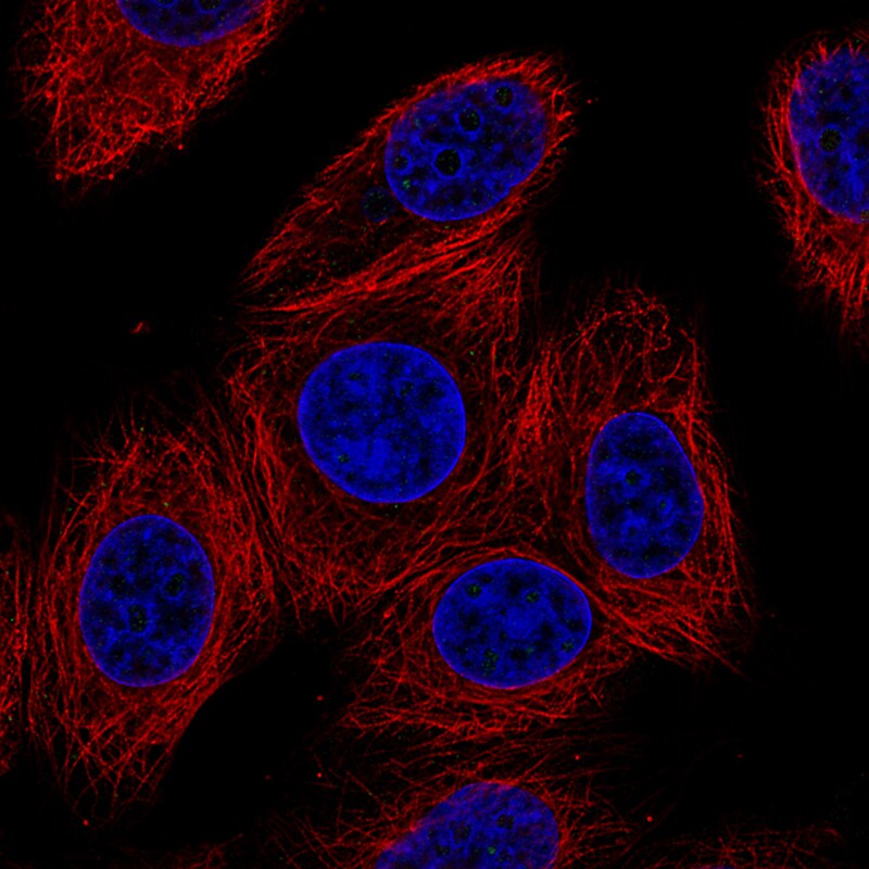 Connexin 30/GJB6 Antibody (CL4540) - Azide and BSA Free Immunocytochemistry/ Immunofluorescence: Connexin 30/GJB6 Antibody [NBP3-44250]