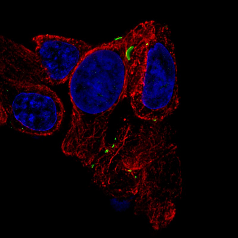 Connexin 30/GJB6 Antibody (CL4540) - Azide and BSA Free Immunocytochemistry/ Immunofluorescence: Connexin 30/GJB6 Antibody [NBP3-44250]