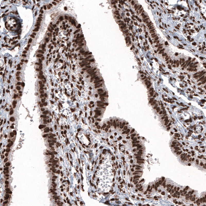 HIST1H2BC Antibody (CL5048) - Azide and BSA Free Immunohistochemistry-Paraffin: HIST1H2BC Antibody [NBP3-44253]