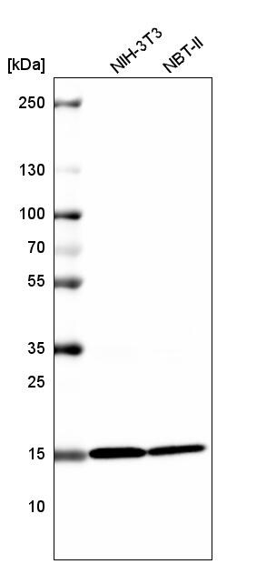 HIST1H2BC Antibody (CL5048) - Azide and BSA Free Western Blot: HIST1H2BC Antibody [NBP3-44253]