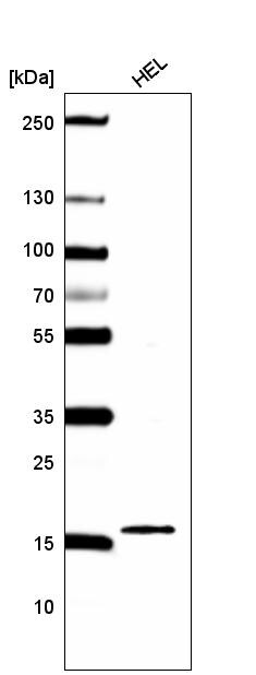 HIST1H2BC Antibody (CL5101) - Azide and BSA Free Western Blot: HIST1H2BC Antibody [NBP3-44254]