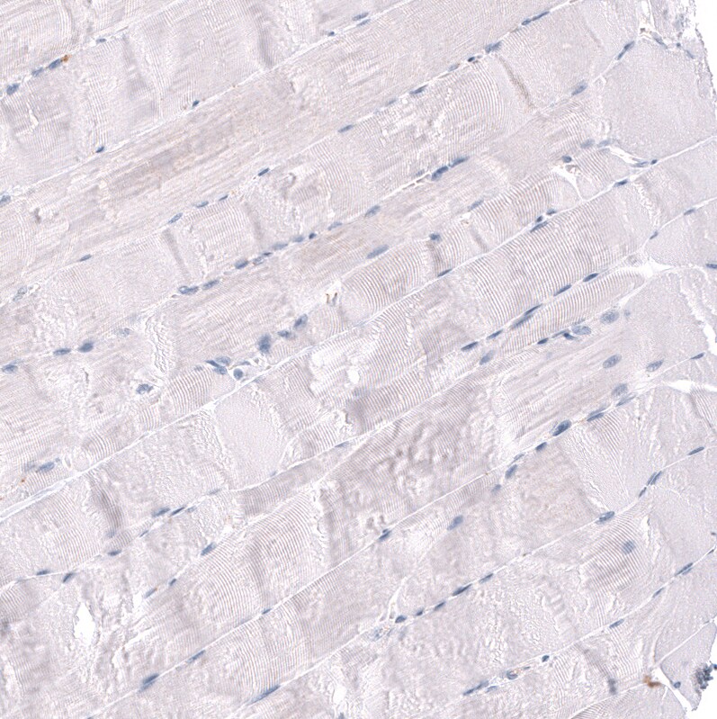RBFOX3/NeuN Antibody (CL11896) - Azide and BSA Free Immunohistochemistry-Paraffin: RBFOX3/NeuN Antibody [NBP3-44255]