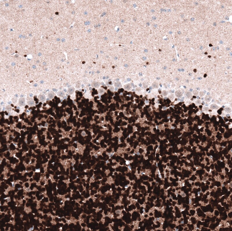RBFOX3/NeuN Antibody (CL11896) - Azide and BSA Free Immunohistochemistry-Paraffin: RBFOX3/NeuN Antibody [NBP3-44255]