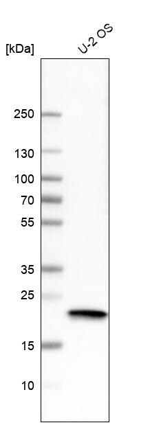 AlphaB Crystallin/CRYAB Antibody (CL10758) - Azide and BSA Free Western Blot: AlphaB Crystallin/CRYAB Antibody [NBP3-44262]