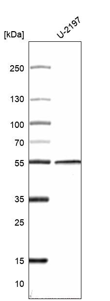 Cytokeratin 14 Antibody (CL14565) - Azide and BSA Free Western Blot: Cytokeratin 14 Antibody [NBP3-44263]