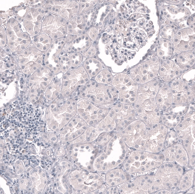 Myeloperoxidase/MPO Antibody (CL14991) - Azide and BSA Free Immunohistochemistry-Paraffin: Myeloperoxidase/MPO Antibody [NBP3-44266]
