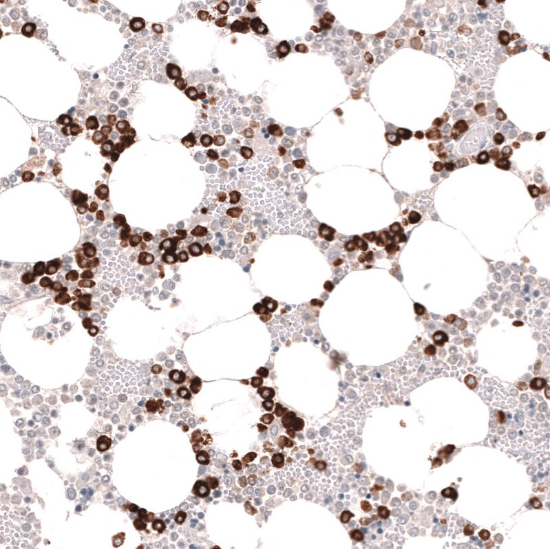 Myeloperoxidase/MPO Antibody (CL15002) - Azide and BSA Free Immunohistochemistry-Paraffin: Myeloperoxidase/MPO Antibody [NBP3-44267]