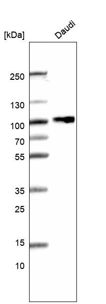 CD19 Antibody (CL15459) - Azide and BSA Free Western Blot: CD19 Antibody [NBP3-44278]