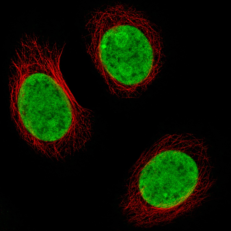 Histone H2AX Antibody (CL5157) - Azide and BSA Free Immunocytochemistry/ Immunofluorescence: Histone H2AX Antibody [NBP3-44279]