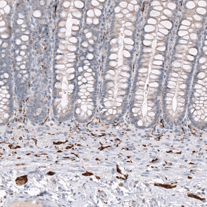 GAP-43 Antibody (CL10847) - Azide and BSA Free Immunohistochemistry-Paraffin: GAP-43 Antibody [NBP3-44282]