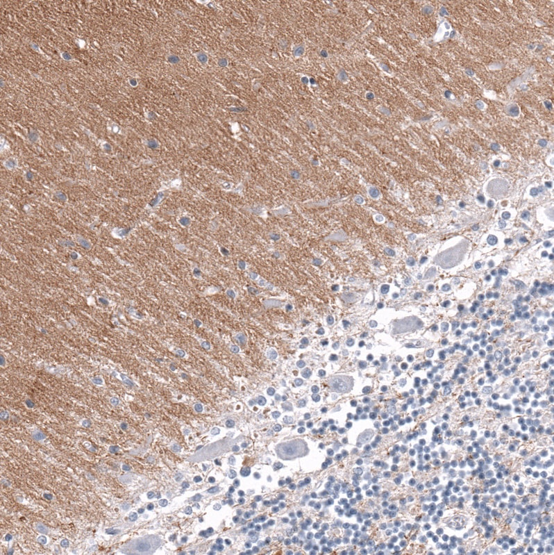 GAP-43 Antibody (CL10855) - Azide and BSA Free Immunohistochemistry-Paraffin: GAP-43 Antibody [NBP3-44283]