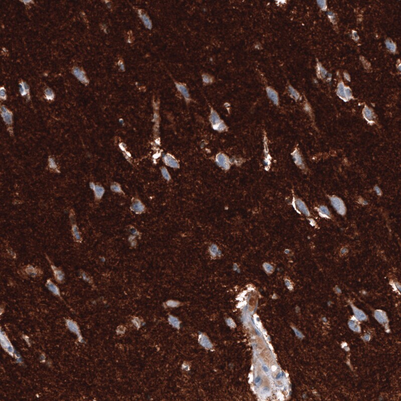 GAP-43 Antibody (CL10855) - Azide and BSA Free Immunohistochemistry-Paraffin: GAP-43 Antibody [NBP3-44283]
