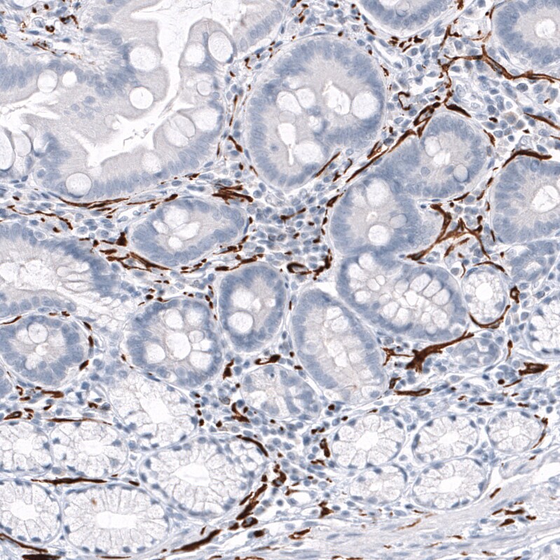 GAP-43 Antibody (CL10884) - Azide and BSA Free Immunohistochemistry-Paraffin: GAP-43 Antibody [NBP3-44284]