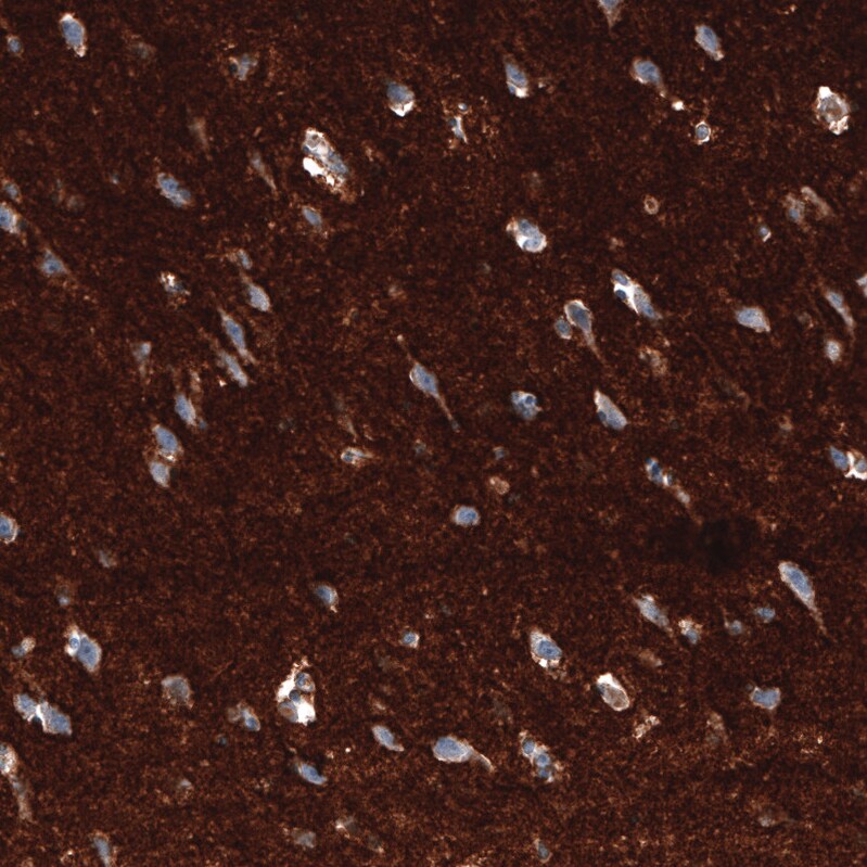 GAP-43 Antibody (CL10884) - Azide and BSA Free Immunohistochemistry-Paraffin: GAP-43 Antibody [NBP3-44284]