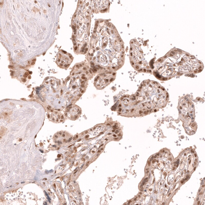 TFEB Antibody (CL14112) - Azide and BSA Free Immunohistochemistry-Paraffin: TFEB Antibody [NBP3-44287]