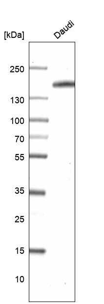 CD21 Antibody (CL14556) - Azide and BSA Free Western Blot: CD21 Antibody [NBP3-44289]