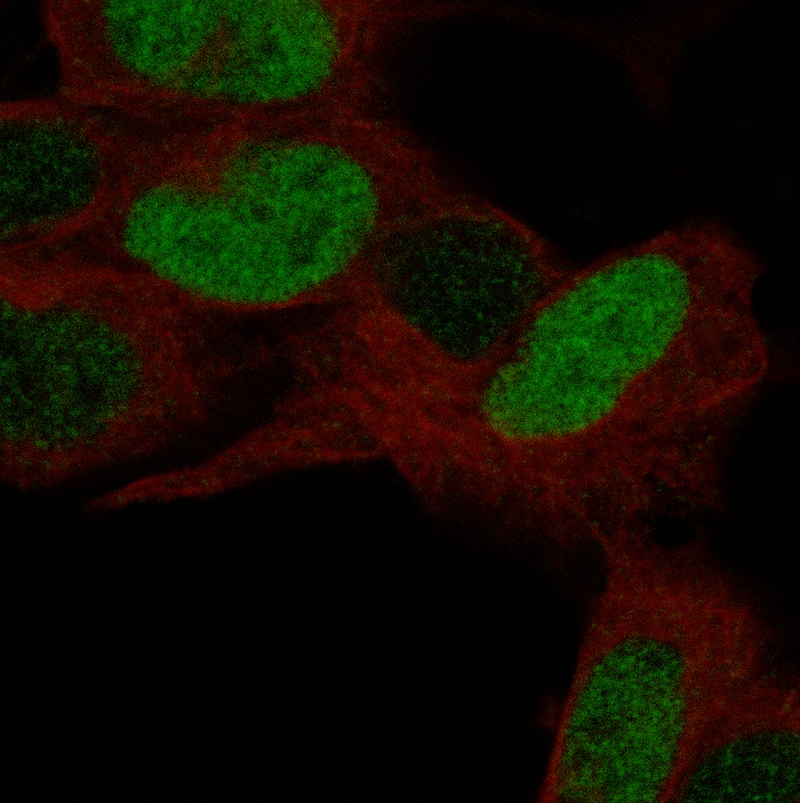 POU3F3 Antibody (CL15299) - Azide and BSA Free Immunocytochemistry/ Immunofluorescence: POU3F3 Antibody [NBP3-44290]