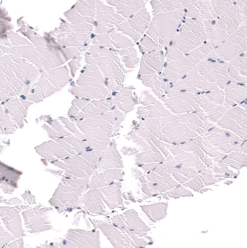 POU3F3 Antibody (CL15308) - Azide and BSA Free Immunohistochemistry-Paraffin: POU3F3 Antibody [NBP3-44292]