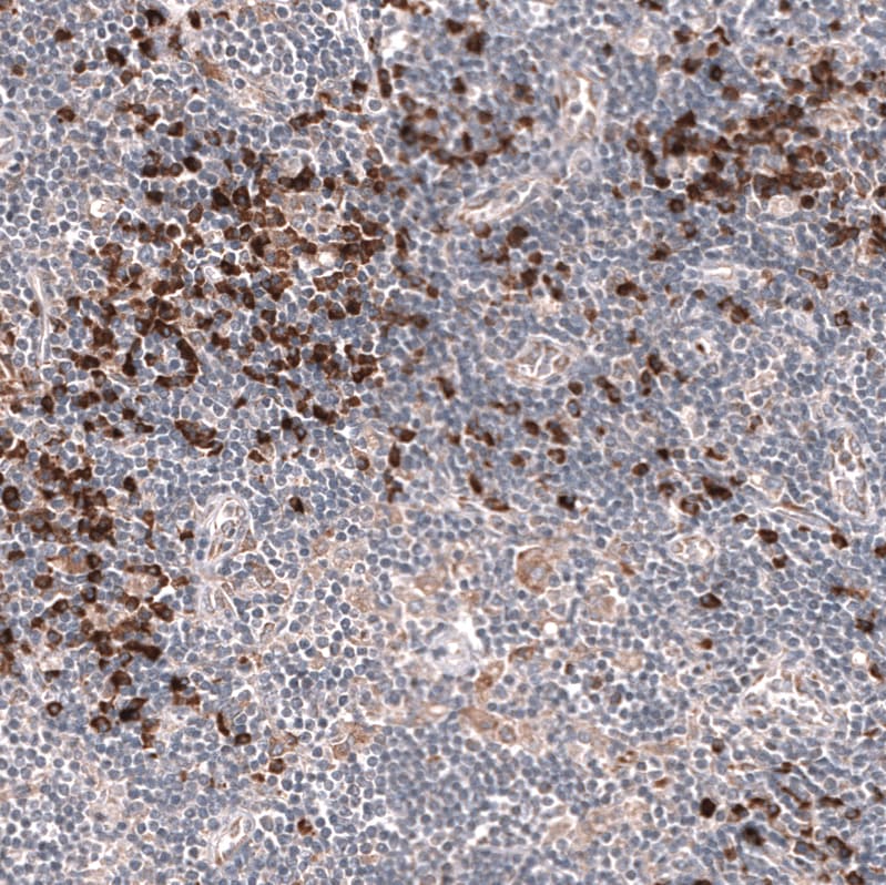 IFI27 Antibody (CL14627) - Azide and BSA Free Immunohistochemistry-Paraffin: IFI27 Antibody [NBP3-44299]