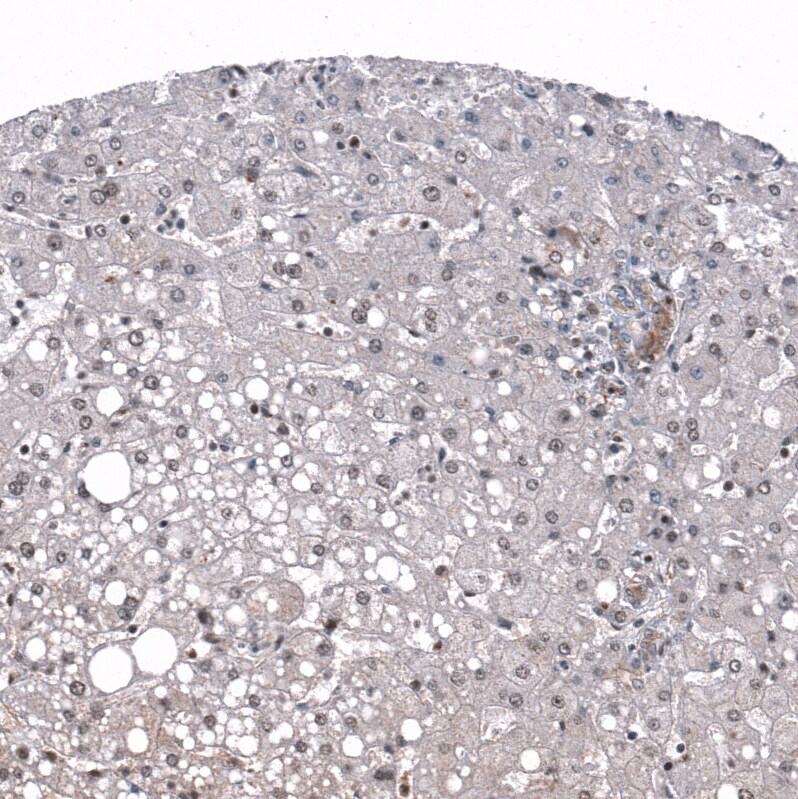 ID1 Antibody (CL11981) - Azide and BSA Free Immunohistochemistry-Paraffin: ID1 Antibody [NBP3-44300]