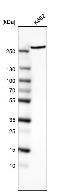 TOR/mTOR Antibody (CL8228) - Azide and BSA Free Western Blot: TOR/mTOR Antibody [NBP3-44301]
