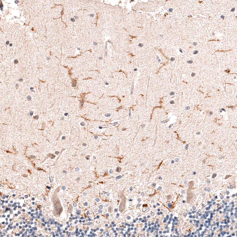 AIF-1/Iba1 Antibody (CL10930) - Azide and BSA Free Immunohistochemistry-Paraffin: AIF-1/Iba1 Antibody [NBP3-44311]