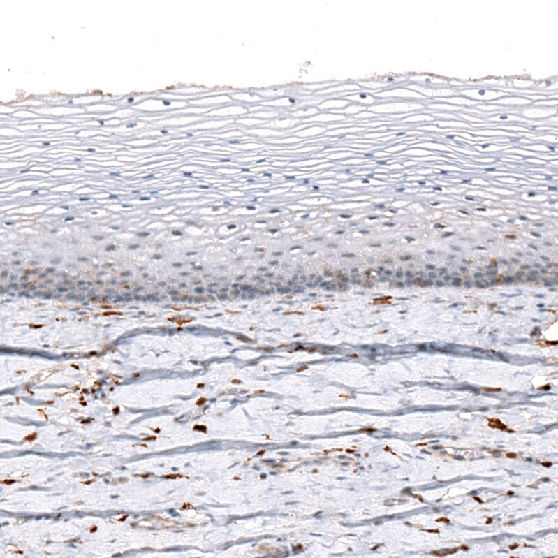 AIF-1/Iba1 Antibody (CL10930) - Azide and BSA Free Immunohistochemistry-Paraffin: AIF-1/Iba1 Antibody [NBP3-44311]
