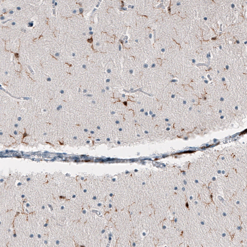 AIF-1/Iba1 Antibody (CL10936) - Azide and BSA Free Immunohistochemistry-Paraffin: AIF-1/Iba1 Antibody [NBP3-44312]