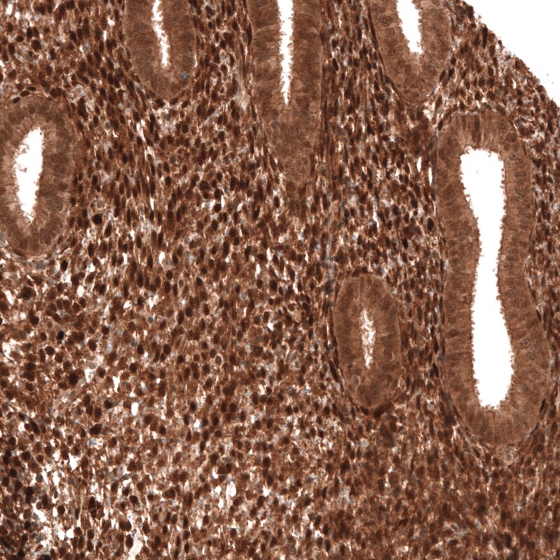 PTEN Antibody (CL11722) - Azide and BSA Free Immunohistochemistry-Paraffin: PTEN Antibody [NBP3-44313]