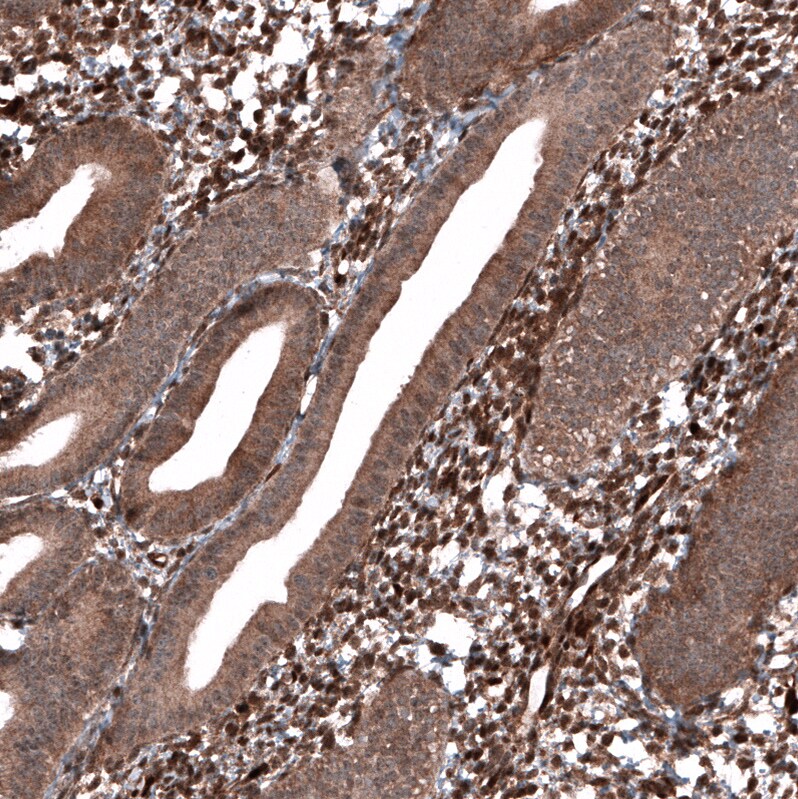 PTEN Antibody (CL11723) - Azide and BSA Free Immunohistochemistry-Paraffin: PTEN Antibody [NBP3-44314]