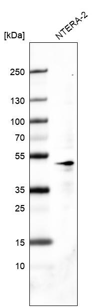 OCT4 Antibody (CL7621) - Azide and BSA Free Western Blot: 45934 Antibody [NBP3-44315]
