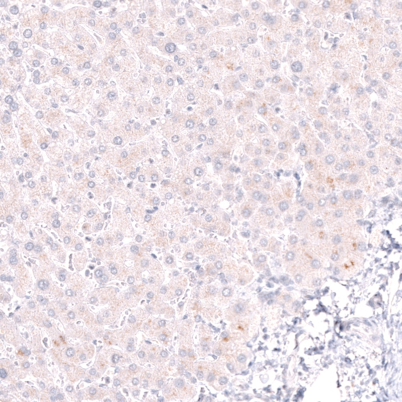 Pax5/BSAP Antibody (CL14548) - Azide and BSA Free Immunohistochemistry-Paraffin: Pax5/BSAP Antibody [NBP3-44316]