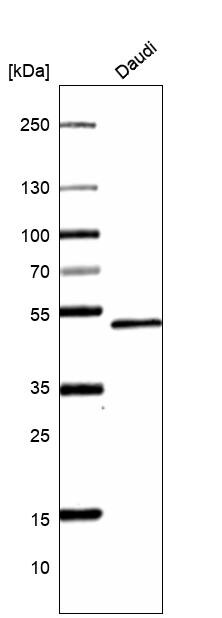 Pax5/BSAP Antibody (CL14548) - Azide and BSA Free Western Blot: Pax5/BSAP Antibody [NBP3-44316]