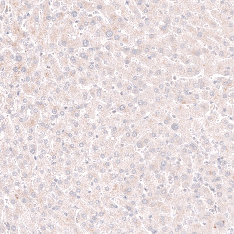 Pax5/BSAP Antibody (CL14550) - Azide and BSA Free Immunohistochemistry-Paraffin: Pax5/BSAP Antibody [NBP3-44317]