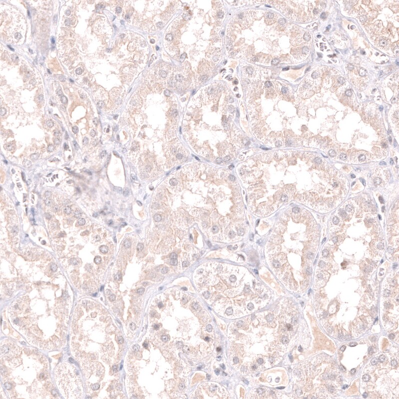 Pax5/BSAP Antibody (CL14550) - Azide and BSA Free Immunohistochemistry-Paraffin: Pax5/BSAP Antibody [NBP3-44317]