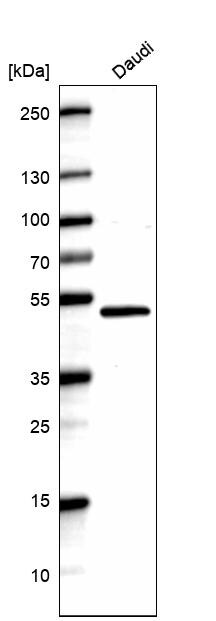 Pax5/BSAP Antibody (CL14550) - Azide and BSA Free Western Blot: Pax5/BSAP Antibody [NBP3-44317]