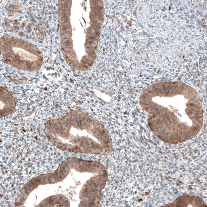 Bax Antibody (CL7919) - Azide and BSA Free Immunohistochemistry-Paraffin: Bax Antibody [NBP3-44320]