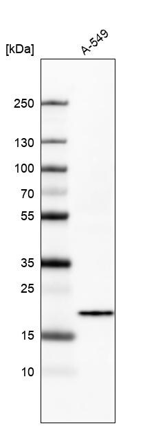 Bax Antibody (CL7919) - Azide and BSA Free Western Blot: Bax Antibody [NBP3-44320]