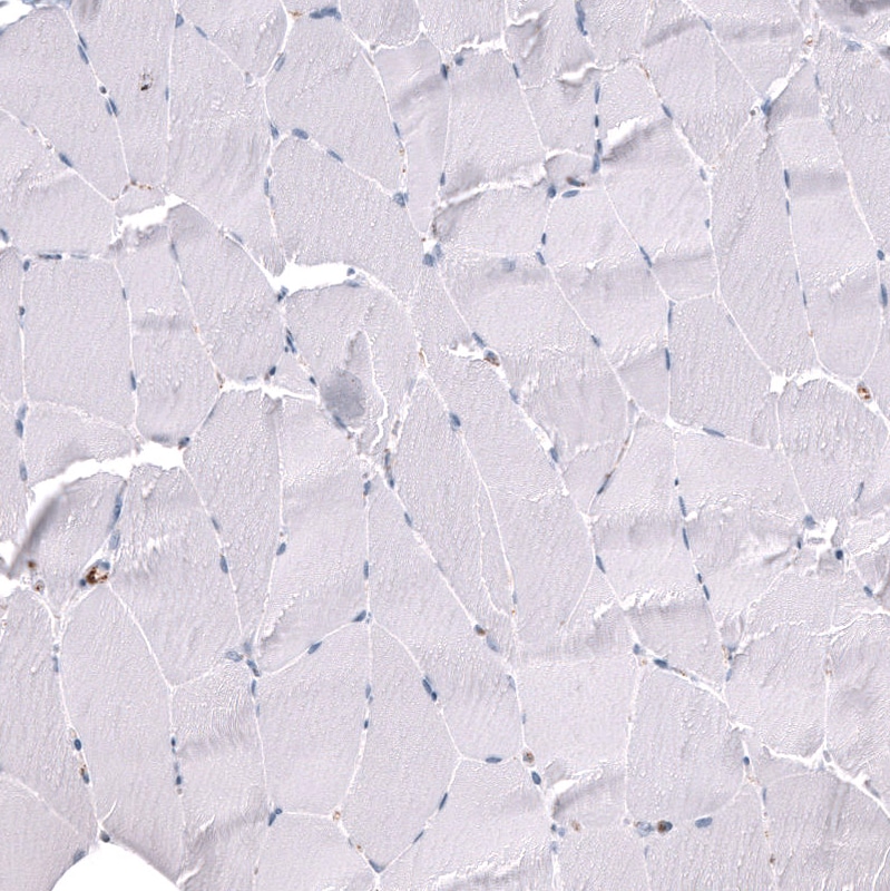 ELAVL2 Antibody (CL15323) - Azide and BSA Free Immunohistochemistry-Paraffin: ELAVL2 Antibody [NBP3-44321]