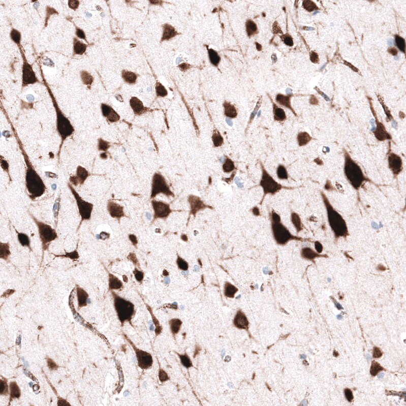ELAVL2 Antibody (CL15329) - Azide and BSA Free Immunohistochemistry-Paraffin: ELAVL2 Antibody [NBP3-44322]