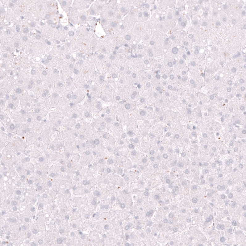 ELAVL2 Antibody (CL15329) - Azide and BSA Free Immunohistochemistry-Paraffin: ELAVL2 Antibody [NBP3-44322]
