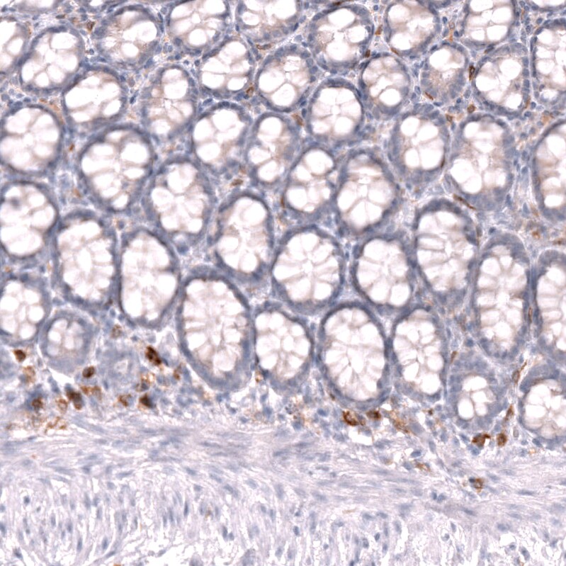 CLEC10A/CD301 Antibody (CL15523) - Azide and BSA Free Immunohistochemistry-Paraffin: CLEC10A/CD301 Antibody [NBP3-44334]