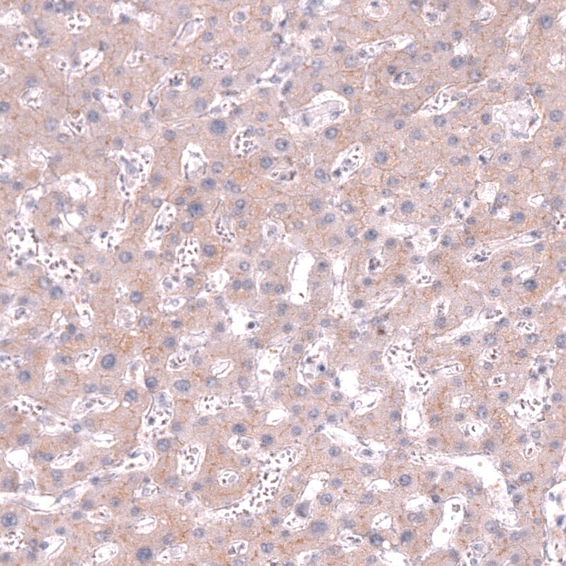 CLEC10A/CD301 Antibody (CL15523) - Azide and BSA Free Immunohistochemistry-Paraffin: CLEC10A/CD301 Antibody [NBP3-44334]