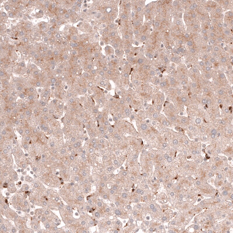 Porimin Antibody (CL14381) - Azide and BSA Free Immunohistochemistry-Paraffin: Porimin Antibody [NBP3-44335]