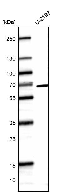 CDC2L6 Antibody (CL14114) - Azide and BSA Free Western Blot: CDC2L6 Antibody [NBP3-44338]