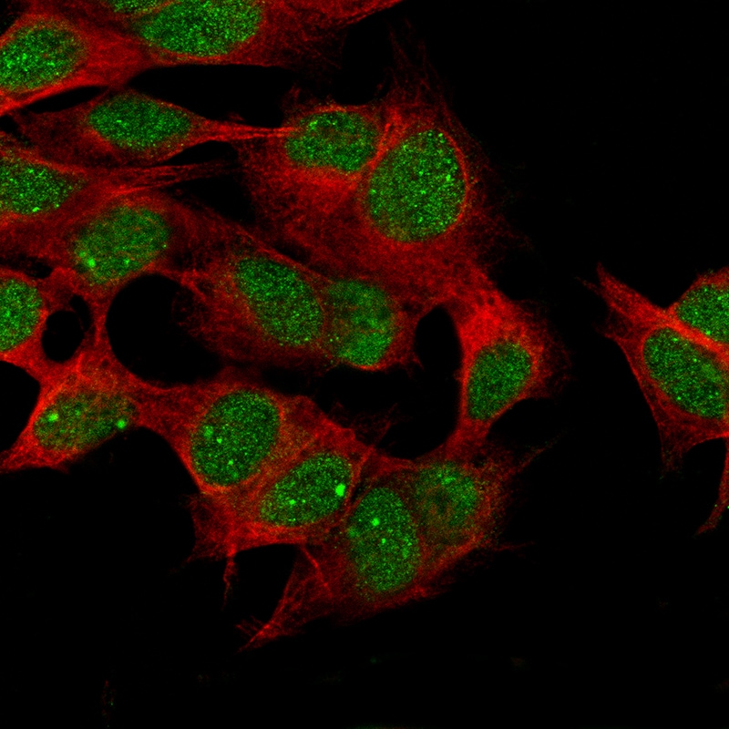 CDC2L6 Antibody (CL14116) - Azide and BSA Free Immunocytochemistry/ Immunofluorescence: CDC2L6 Antibody [NBP3-44339]