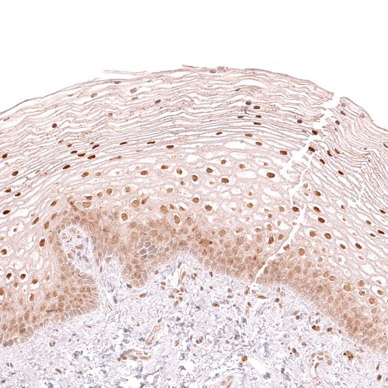 CDC2L6 Antibody (CL14116) - Azide and BSA Free Immunohistochemistry-Paraffin: CDC2L6 Antibody [NBP3-44339]