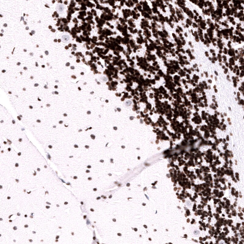 LHX9 Antibody (CL15043) - Azide and BSA Free Immunohistochemistry-Paraffin: LHX9 Antibody [NBP3-44343]